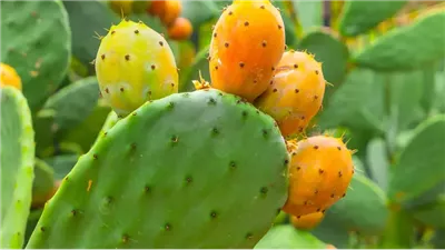 فوائد وأضرار التين الشوكى، مهم لصحة الكبار والصغار ولكن بشروط