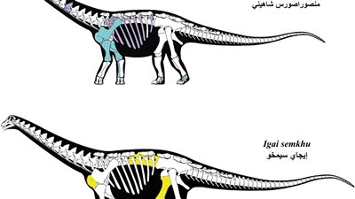  توثيق الديناصور السابع المكتشف بصحراء مصر الغربية (صور)