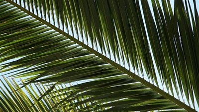 في ذكرى الهجرة.. لماذا استقبل أهل المدينة الرسول الكريم بسعف النخيل؟