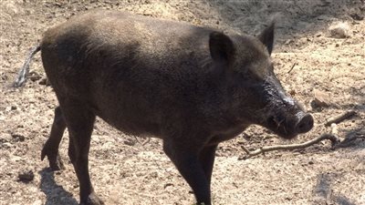 وحش برلين ليس أسد، قصة 24 ساعة من الرعب في ألمانيا بسبب خنزير 