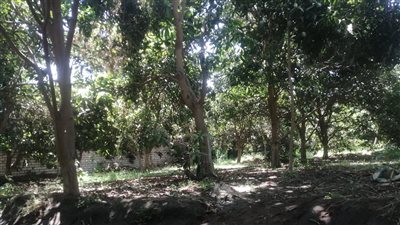 كيف يتم تسعير المانجو وما المعاملات الزراعية للموسم الجديد؟ (فيديو) 