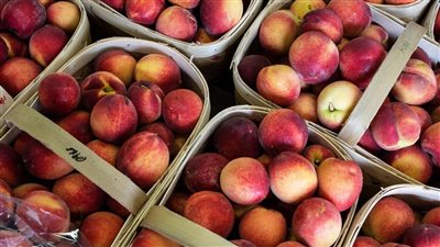 أسعار الفاكهة اليوم، سعر الخوخ يرتفع 5 جنيهات في سوق العبور 