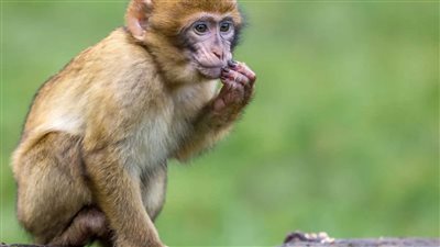 قرد صغير يثير الفوضى في قاعة محكمة باكستانية 