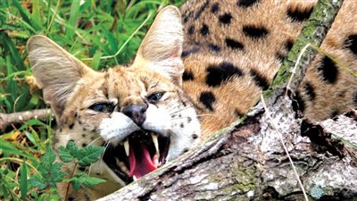 اكتشاف نوعين جديدين من القطط