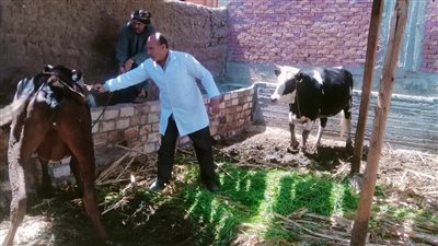 استمرار فعاليات الحملة القومية للتحصين ضد الحمى القلاعية بالمنيا (صور) 