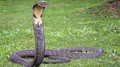 ثعبان يلدغ طفلة بالدقهلية، ووالدها: كانت بتلعب 