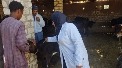 تحصين 10500 حيوان بالحملة القومية الثانية ضد مرضى الحمى القلاعية بالأقصر 