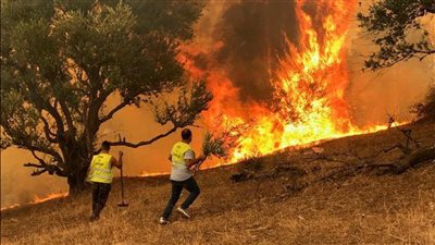 الجزائر تعلن حصيلة المتضررين من حرائق الغابات