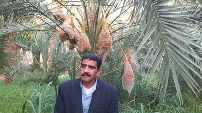 بدء موسم تكميم ثمار البلح بواحات الوادي الجديد (فيديو وصور)