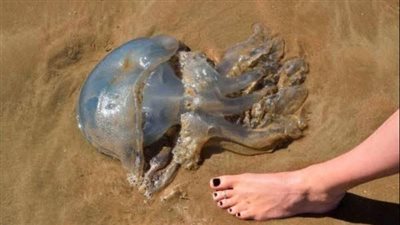 دراسة تكشف عمر قناديل البحر