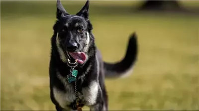 أول تحرك ضد 3 عاطلين احتجزوا عاملا وأطلقوا كلبا شرسا عليه في المطرية