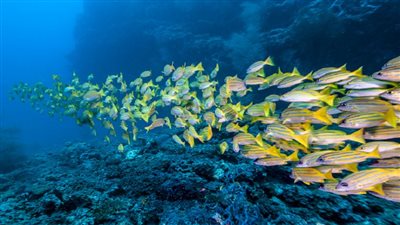 اكتشف كائن حي يسيطر على 