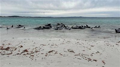 انتحار جماعي لعشرات الحيتان على شواطئ أستراليا (فيديو)