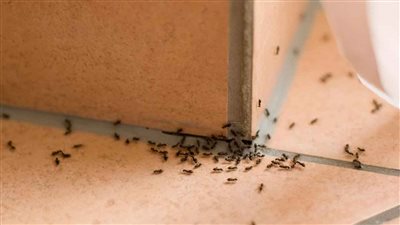 تفسير حلم الحشرات في المنام وعلاقته بحدوث صراعات بين أفراد الأسرة 