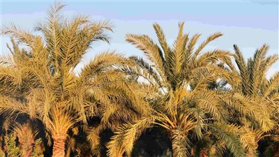 السوسة الحمراء تهدد ثروة مصر القومية من التمور.. والمحافظة تبحث عن حلول غير تقليدية