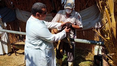  تحصين 168 ألف رأس ماشية ضد الحمى القلاعية بالمنوفية