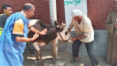 الطب البيطري بالإسماعيلية تنظم قافلة علاجية بأبو صوير (صور) 
