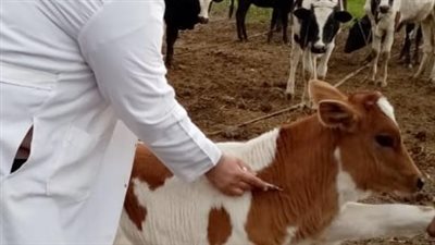 تحصين 24 ألف رأس ماشية ضد الحمى القلاعية والوادى المتصدع بقنا