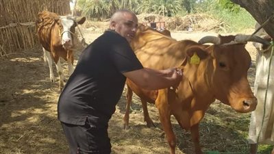 %58,2 نسبة تحصين الأبقار في الأسبوع الثاني لحملة تحصين الثروة الحيوانية بالوادي الجديد 