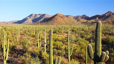 80 درجة مئوية، 