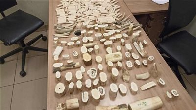 ضبط راكب بحوزته شرائط مخدرة وآخر بحوزته 17 كيلو جرام عاج