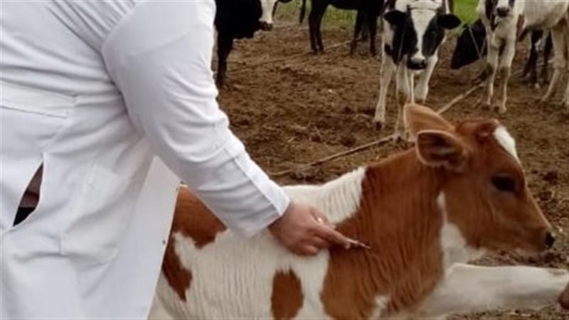 التأمين على الماشية