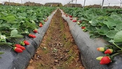 خبير زراعي يوضح طرق حماية النباتات من آثار الموجة الحارة (فيديو)