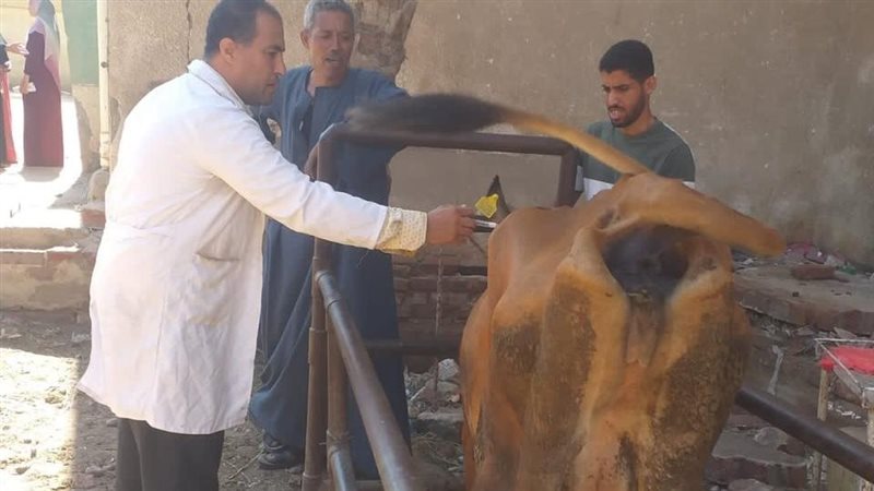 تحصين المواشي بالفيوم،