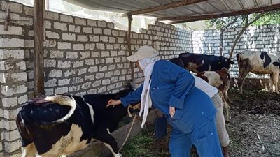 الطب البيطري بالإسماعيلية يواصل فعاليات الحملة القومية للتحصين (صور) 