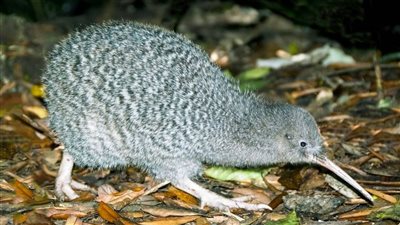 5 أنواع منقرضة في قائمة مسابقة الطير الأكثر شعبية في نيوزيلندا 