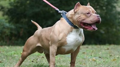 السن والكمامة، شروط اصطحاب كلب في الشارع 