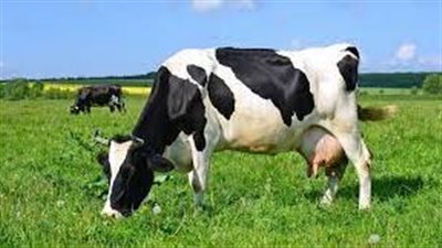 تفسير رؤية البقرة في المنام وعلاقتها بالخير الكثير والرزق الوفير 