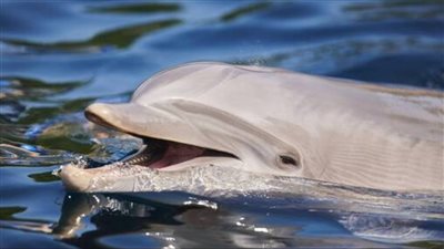 مواطن أسكتلندي يعثر على عظام دلفين عمرها 8000 عام في حديقته