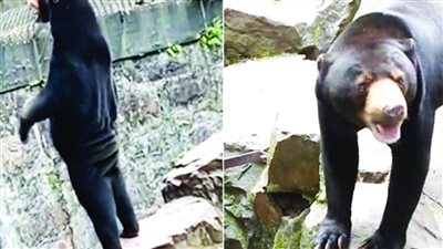 دببة تقف مثل البشر، السلطات الصينية تكشف حقيقة صور تم التقاطها في حديقة حيوان 