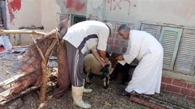 تحصين 300 ألف رأس ماشية بالبحيرة (صور)