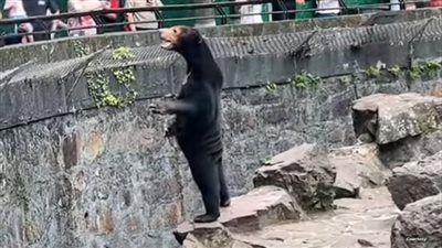 واقف كالإنسان، فتح تحقيق موسع بعد تفاعل دب مع زوار حديقة حيوانات (فيديو)