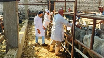 بيطرى الشرقية: تحصين 506 آلاف ماشية ضد الحمى القلاعية 