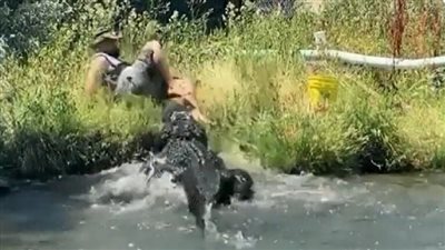  بمعجزة، عامل يفلت من بين فكي تمساح (فيديو)