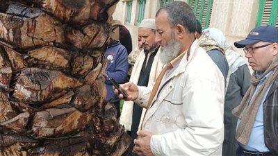 فحص 586 ألفا و19 نخلة لمكافحة سوسة النخيل الحمراء بقنا