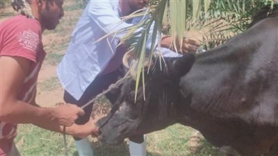 تحصين 55650 رأس ماشية بالوادي الجديد 