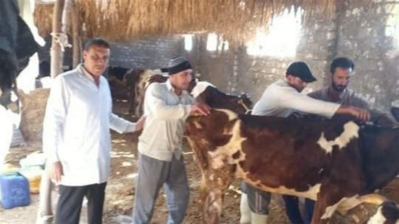 علاج وتحصين ماشية
