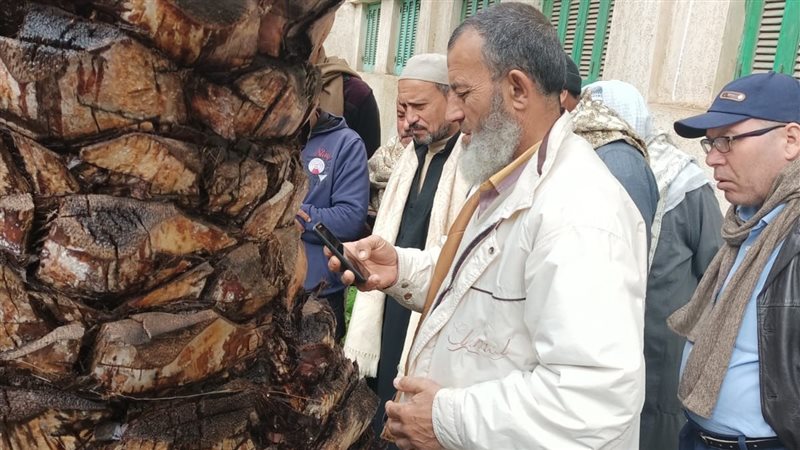مكافحة سوسة النخيل،