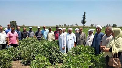 زراعة الشرقية: مدرسة حقلية عن محصول فول الصويا