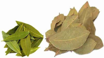 زراعة الجيزة تكشف سرا غير متوقع عن ورق الغار 