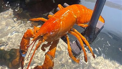 العثور على كائن بحري نادر خمسة أزواج من الأرجل فى مطعم أمريكى 