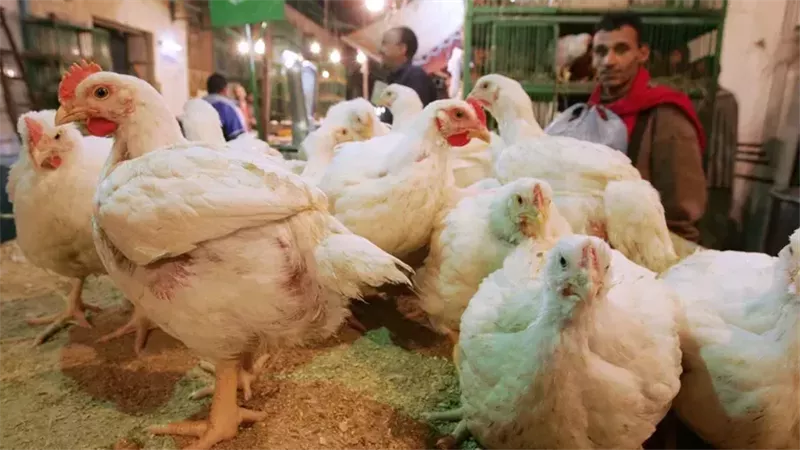 أسعار الدواجن والبيض
