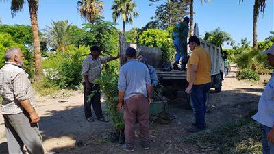 محافظ الإسكندرية: زراعة نحو 200 ألف شجرة ضمن مبادرة 100 مليون شجرة