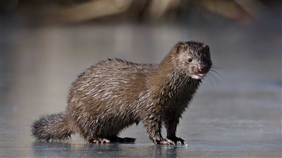 فنلندا تقرر إعدام الآلاف من الحيوانات ذات الفراء لهذا السبب 