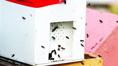 الشرطة البريطانية تلاحق لصا سرق خلايا نحل 