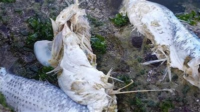 طفو كميات كبيرة من البلطى والبورى النافقة على سطح البحر فى المكس بالإسكندرية